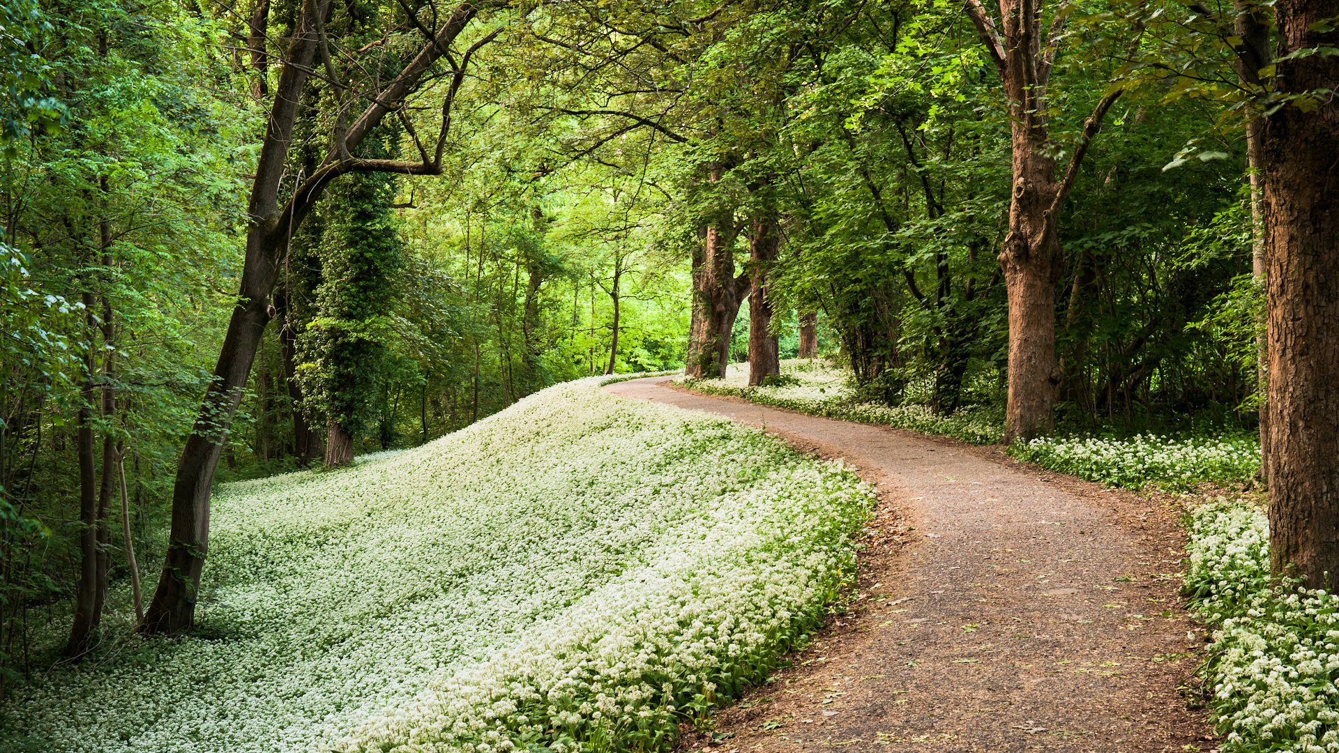 park leśny ścieżka wiosna las