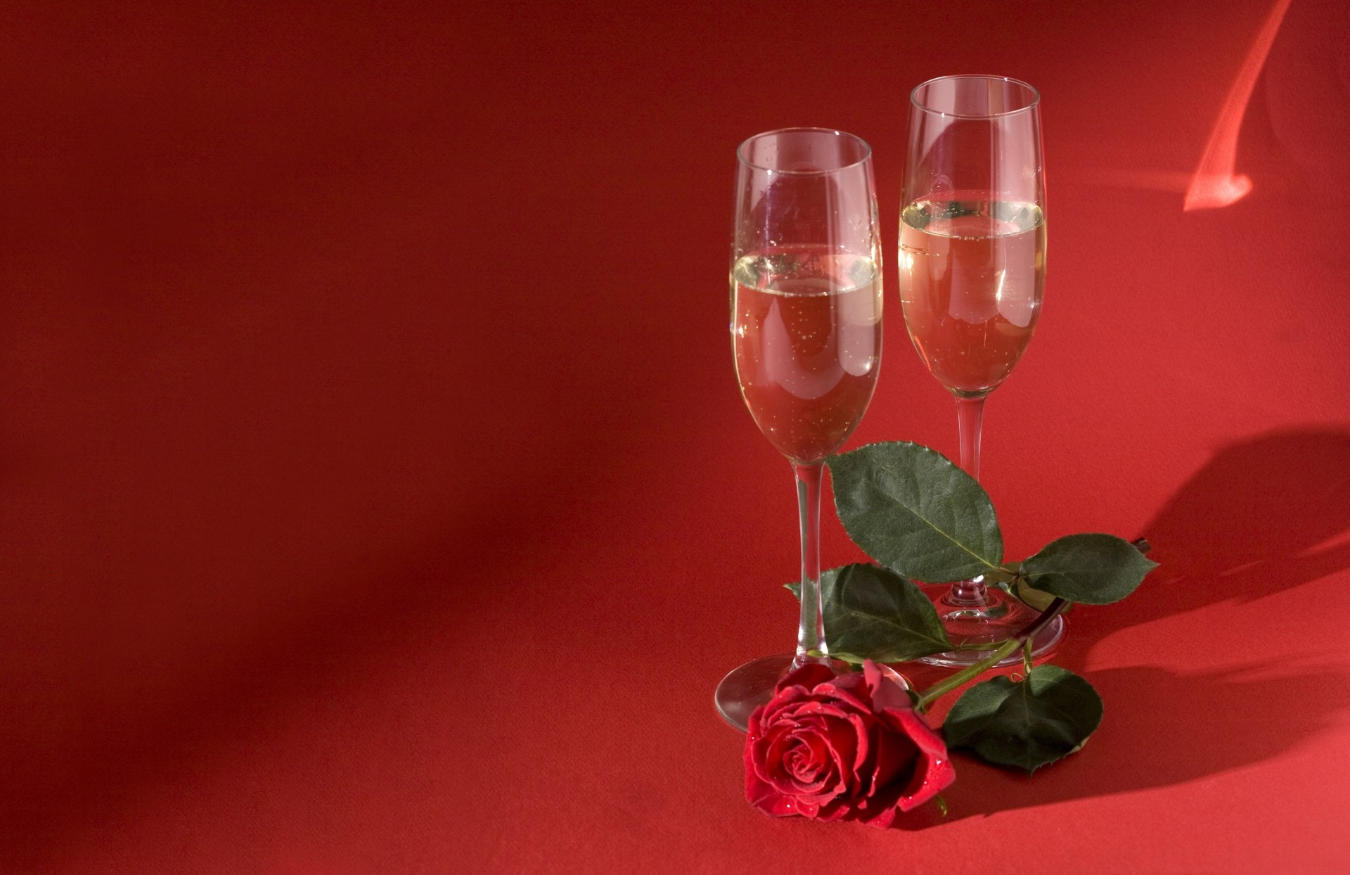 rose flower champagne