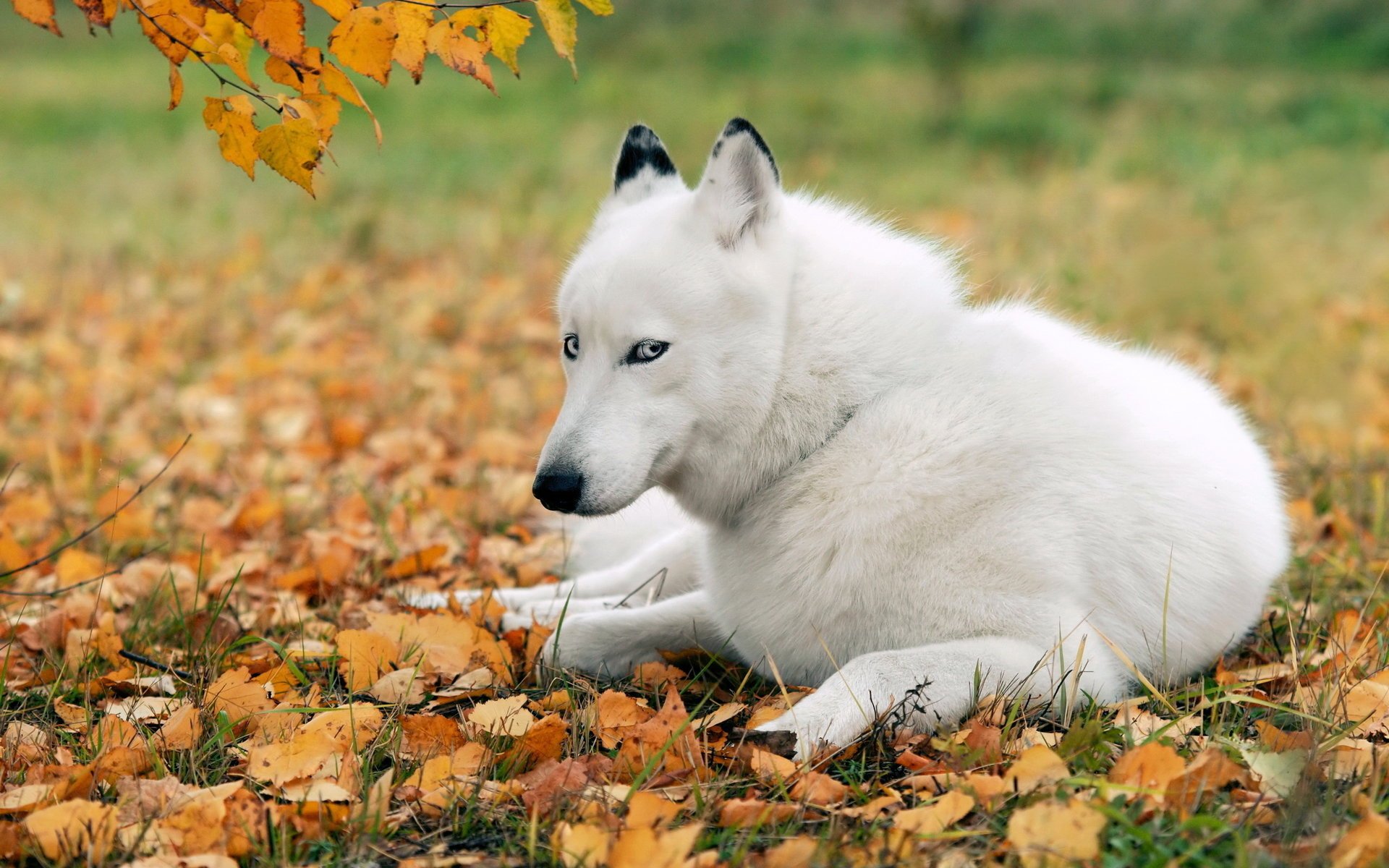 perro husky amigo