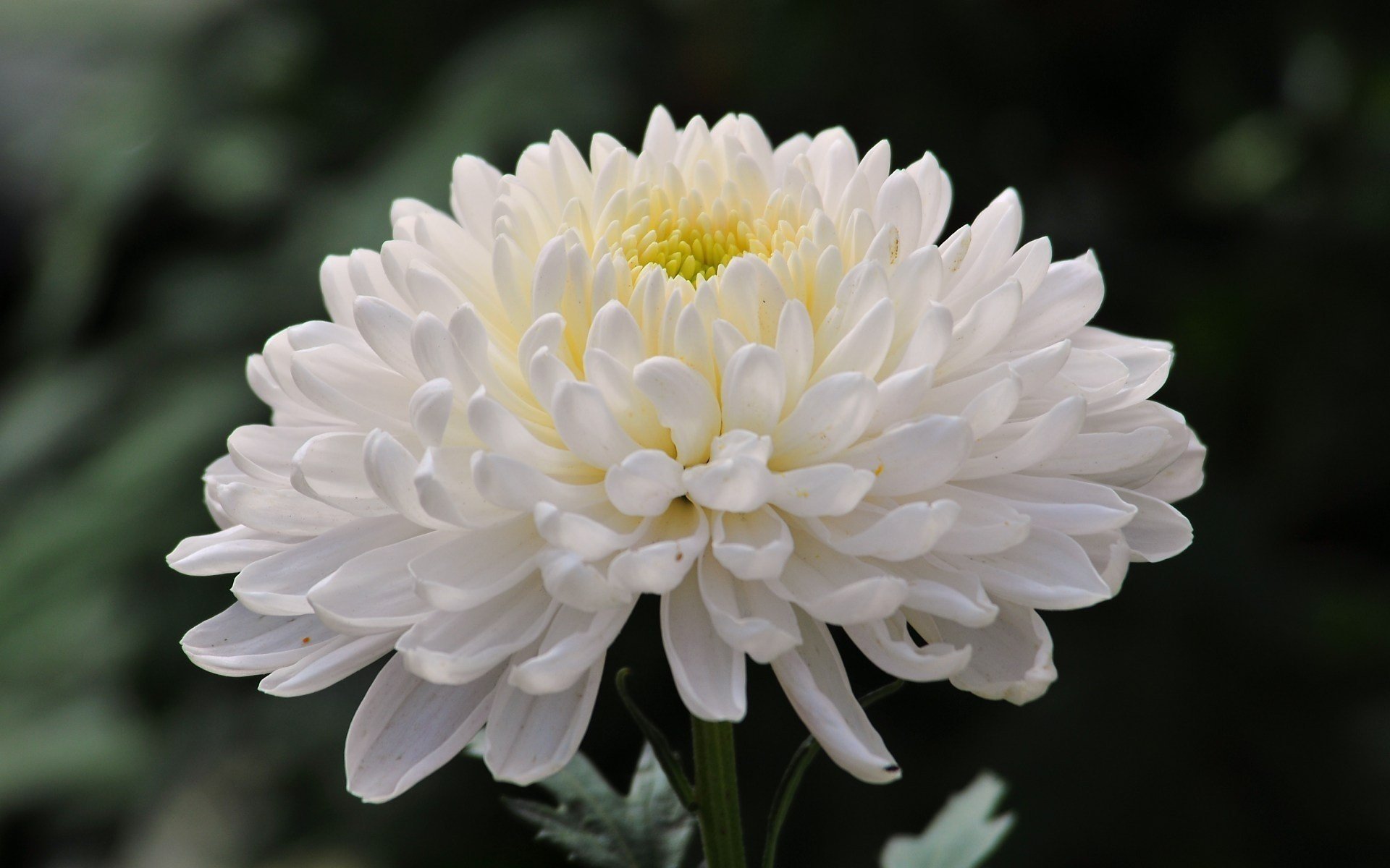 chrysantheme blume foto