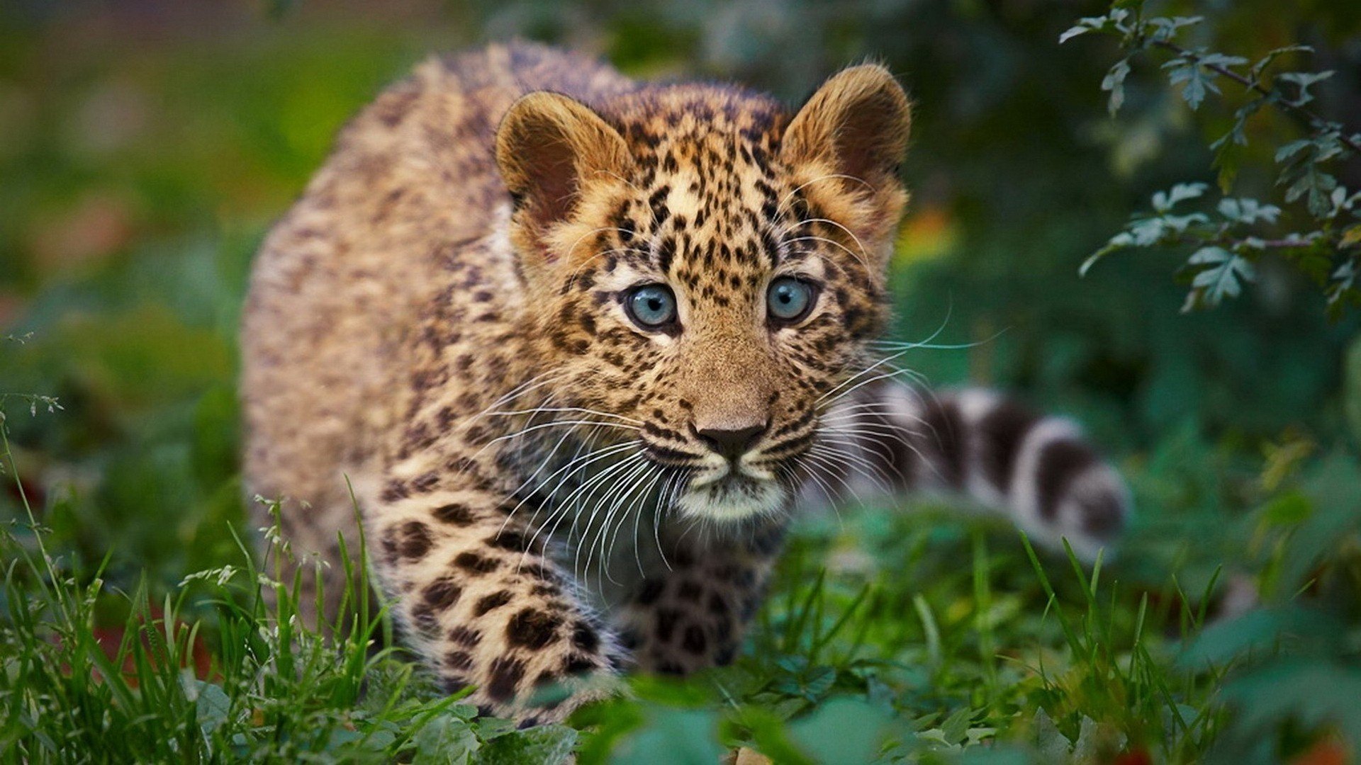 leopardo cucciolo gatto selvatico