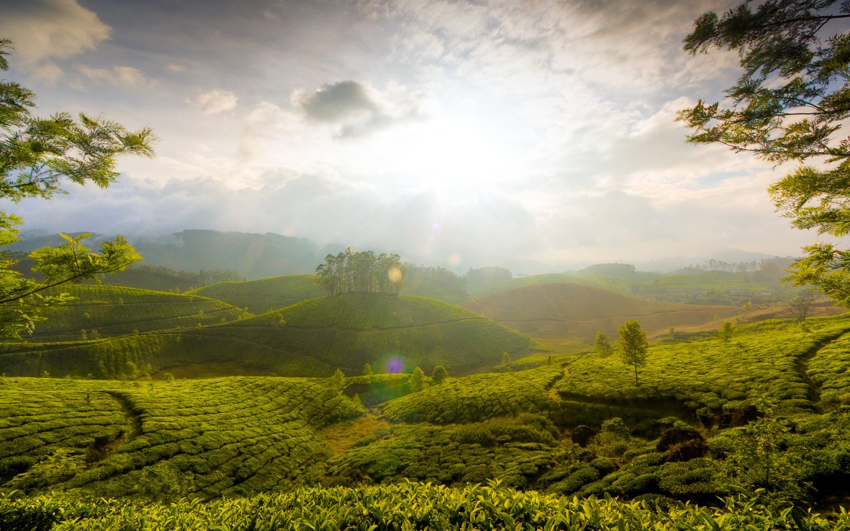 collines verdure beauté