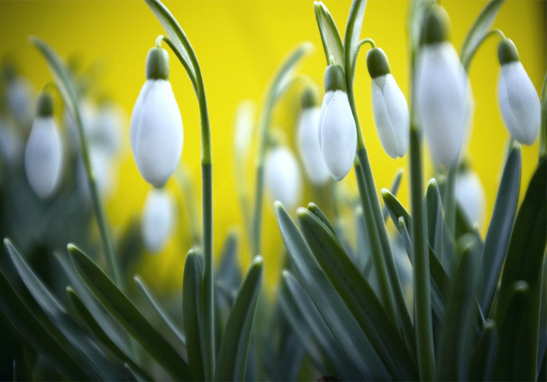 gelb schneeglöckchen frühling hintergrund gras