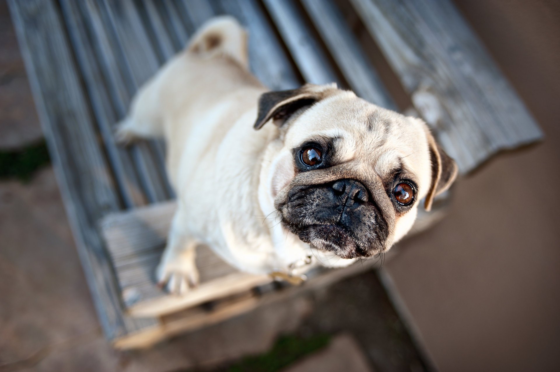 yeux oreilles chien museau carlin