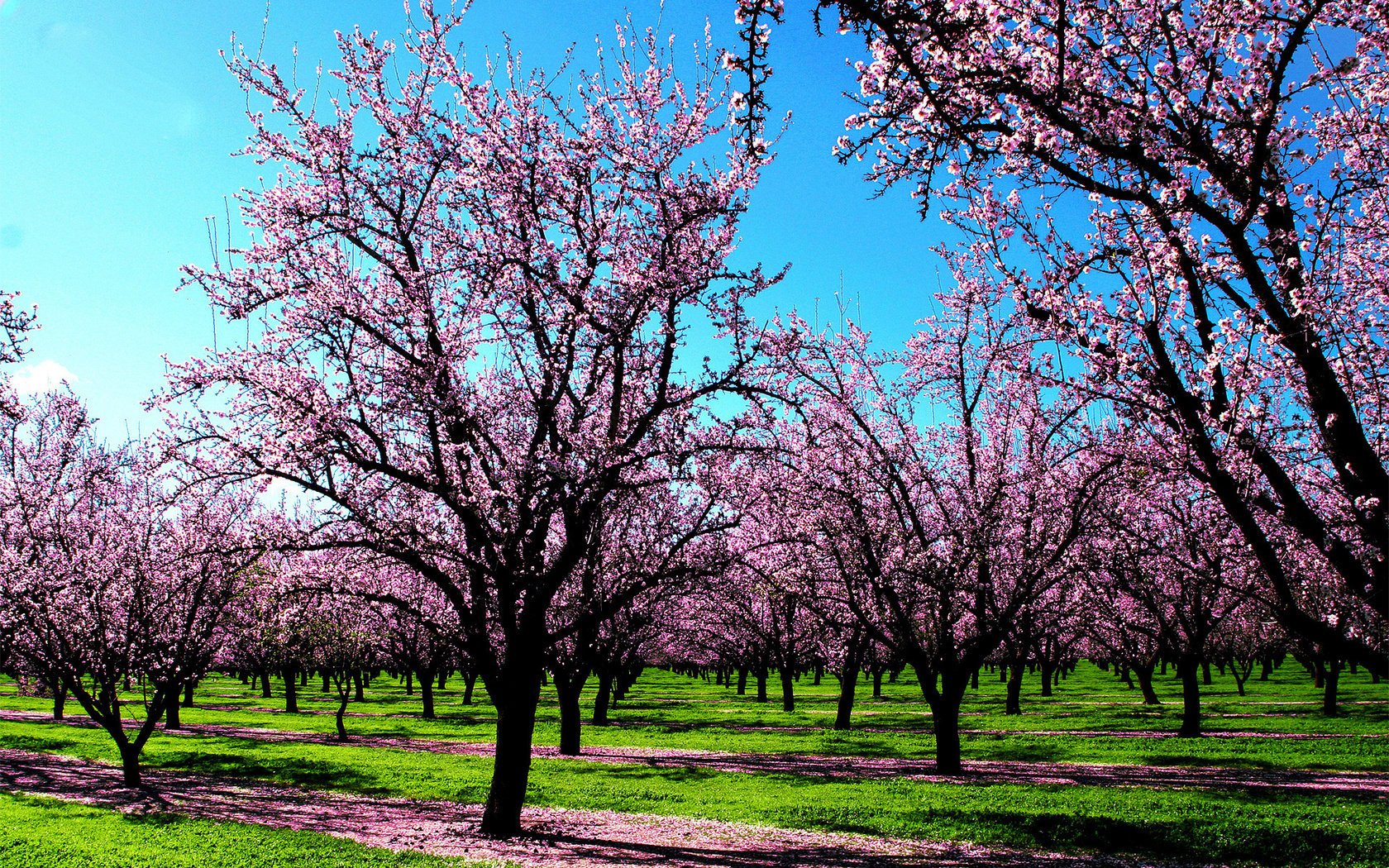 árboles jardín hierba