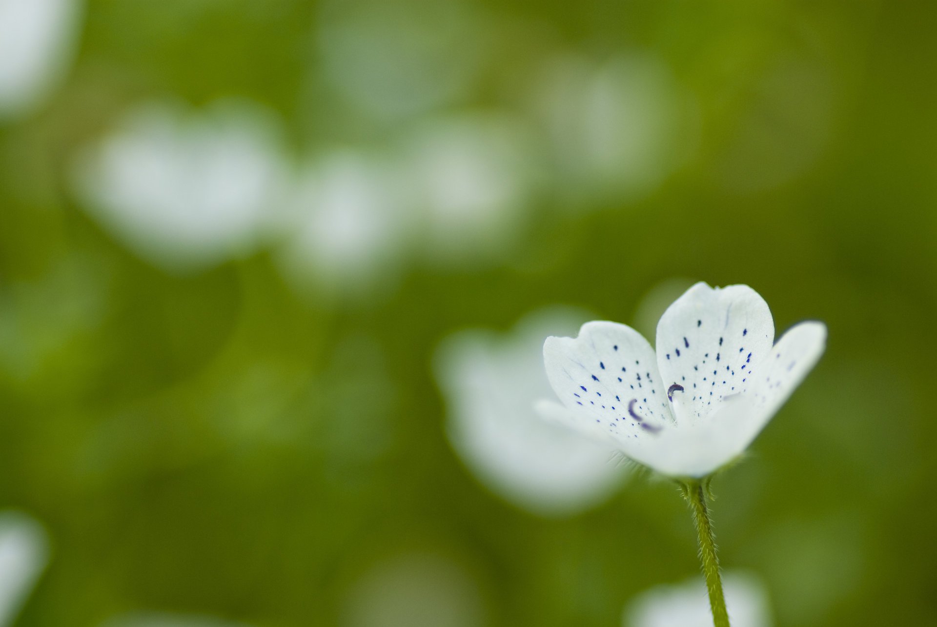 fleur petit pétales blanc