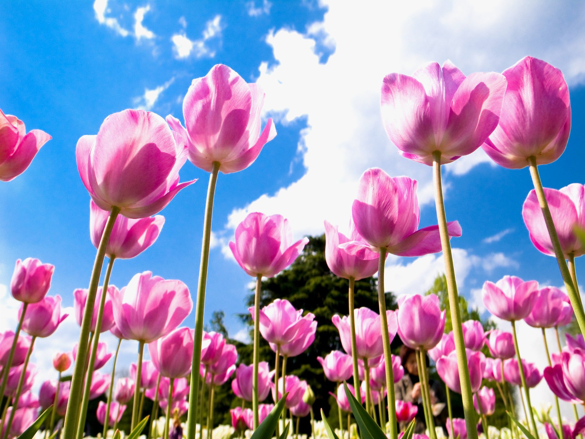 pétalos campo rosa tulipanes cielo nubes azul