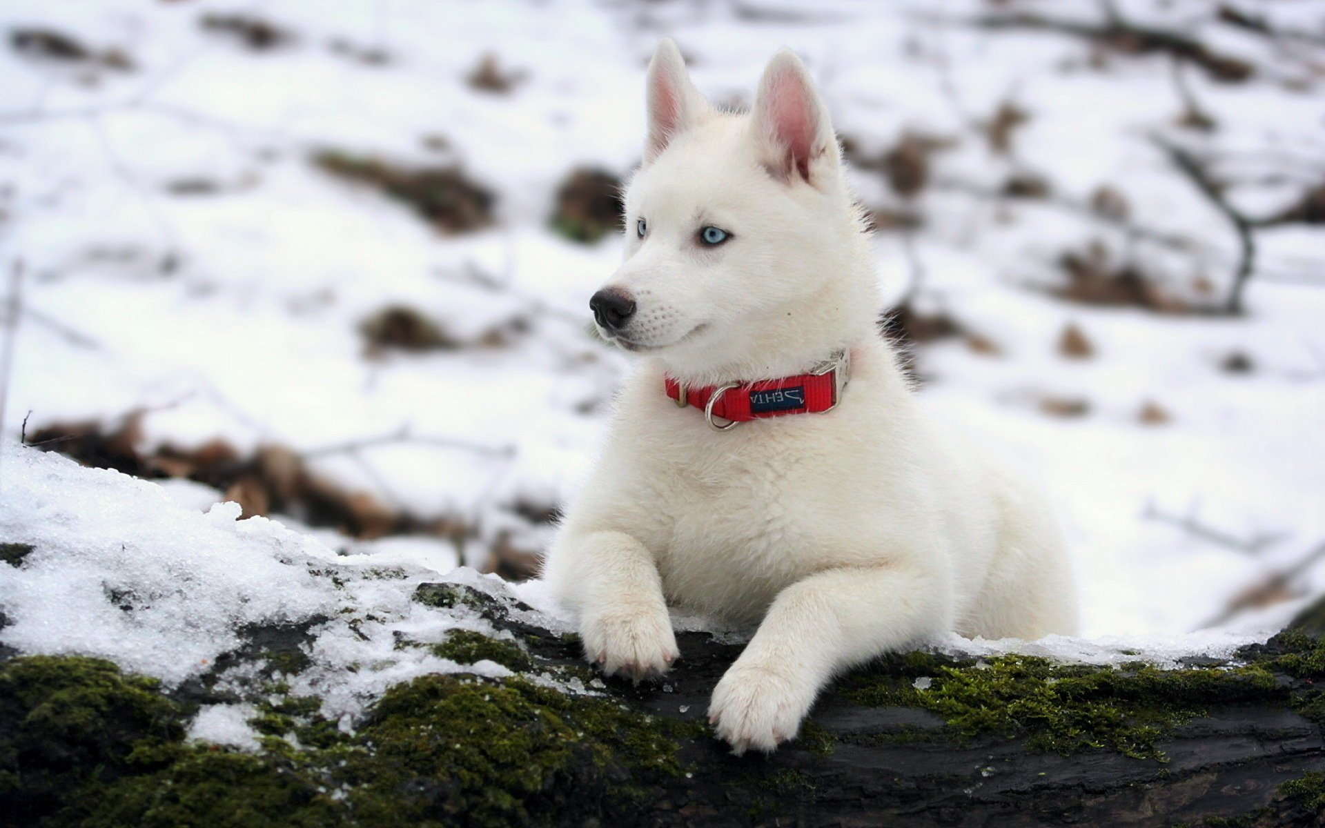 dog husky winter