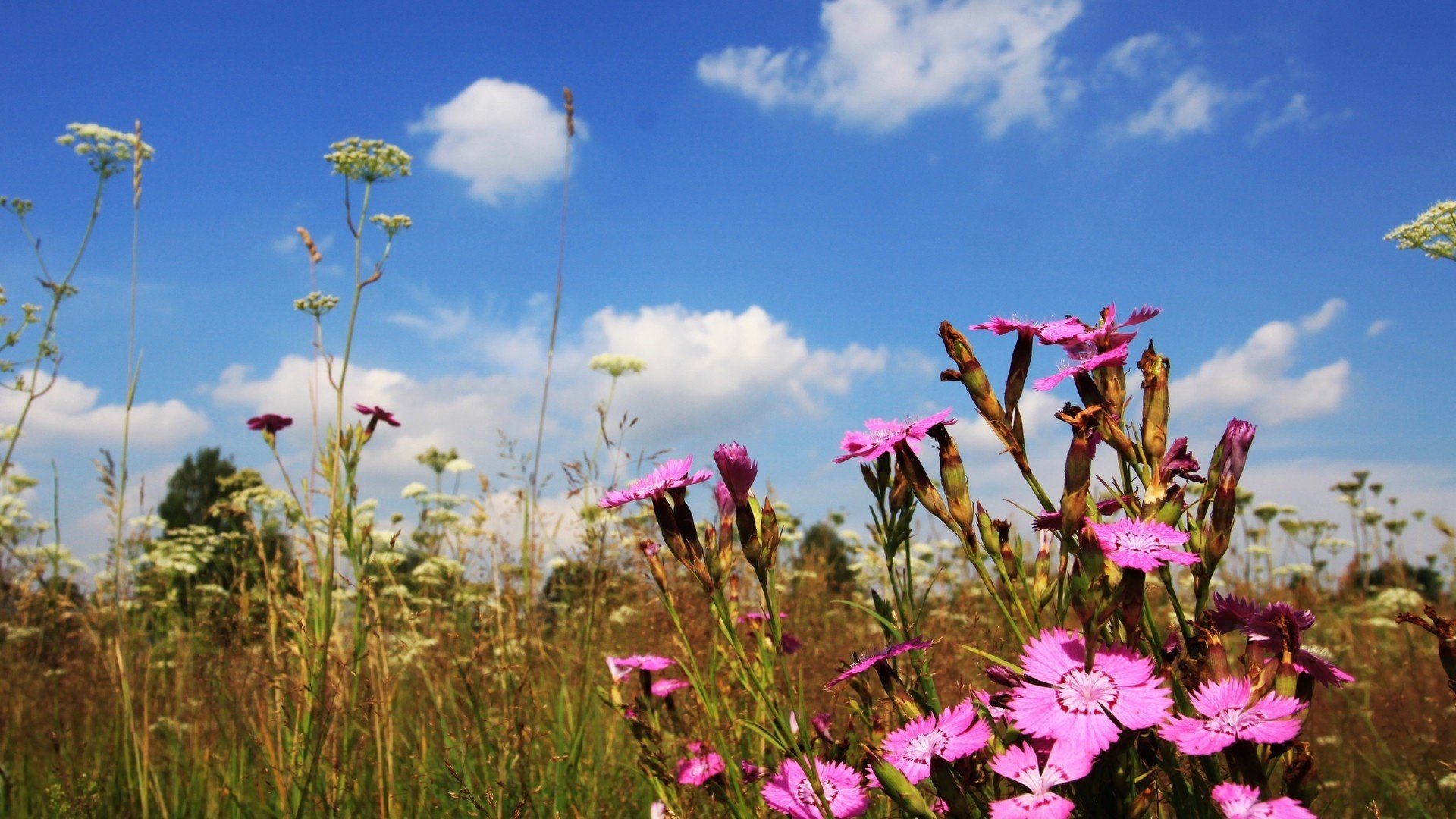 fleurs creating printemps herbe nature chaud creativing