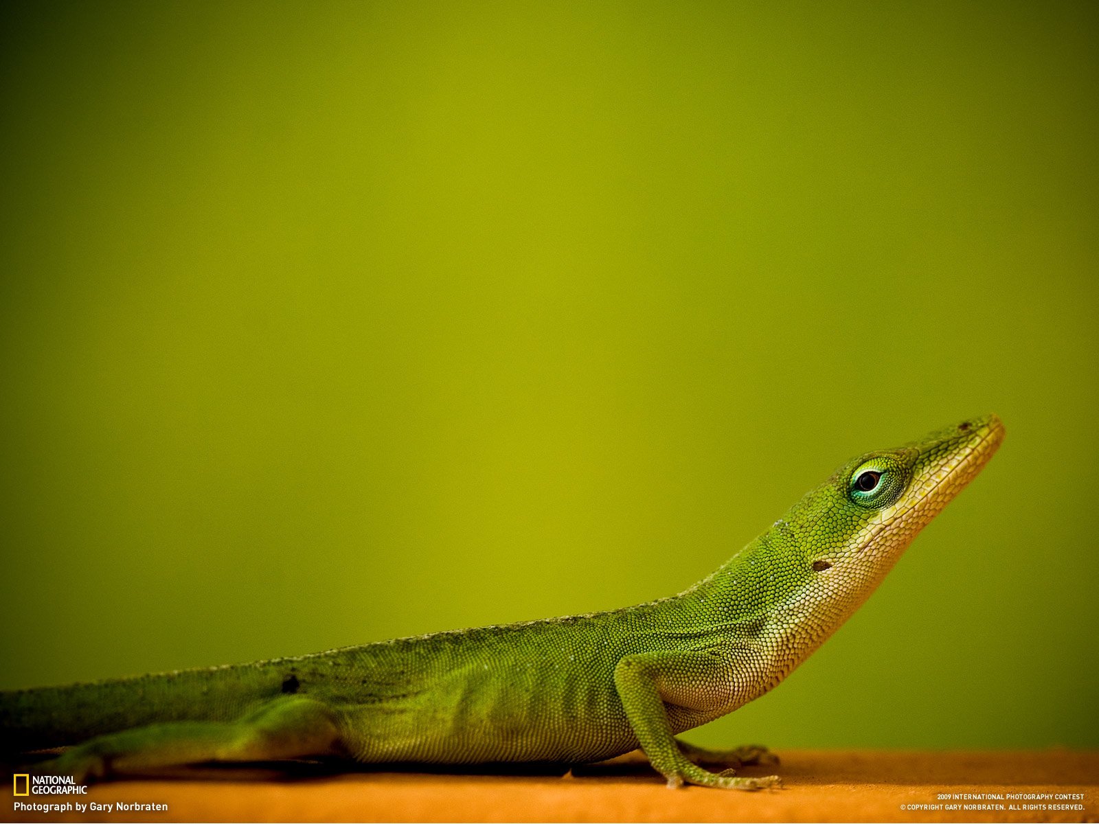 kreacja national geographic zwierzęta