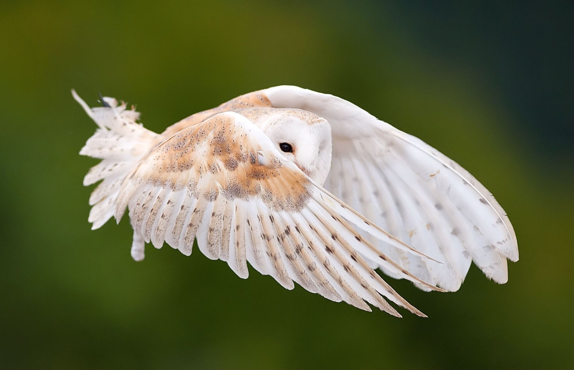 owl bird wings feathers stroke flight look