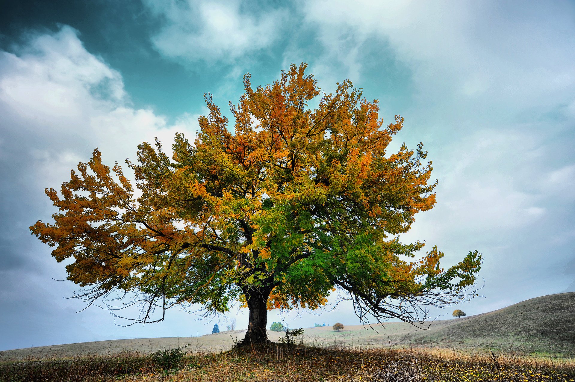 chmury niebo jesień natura drzewo