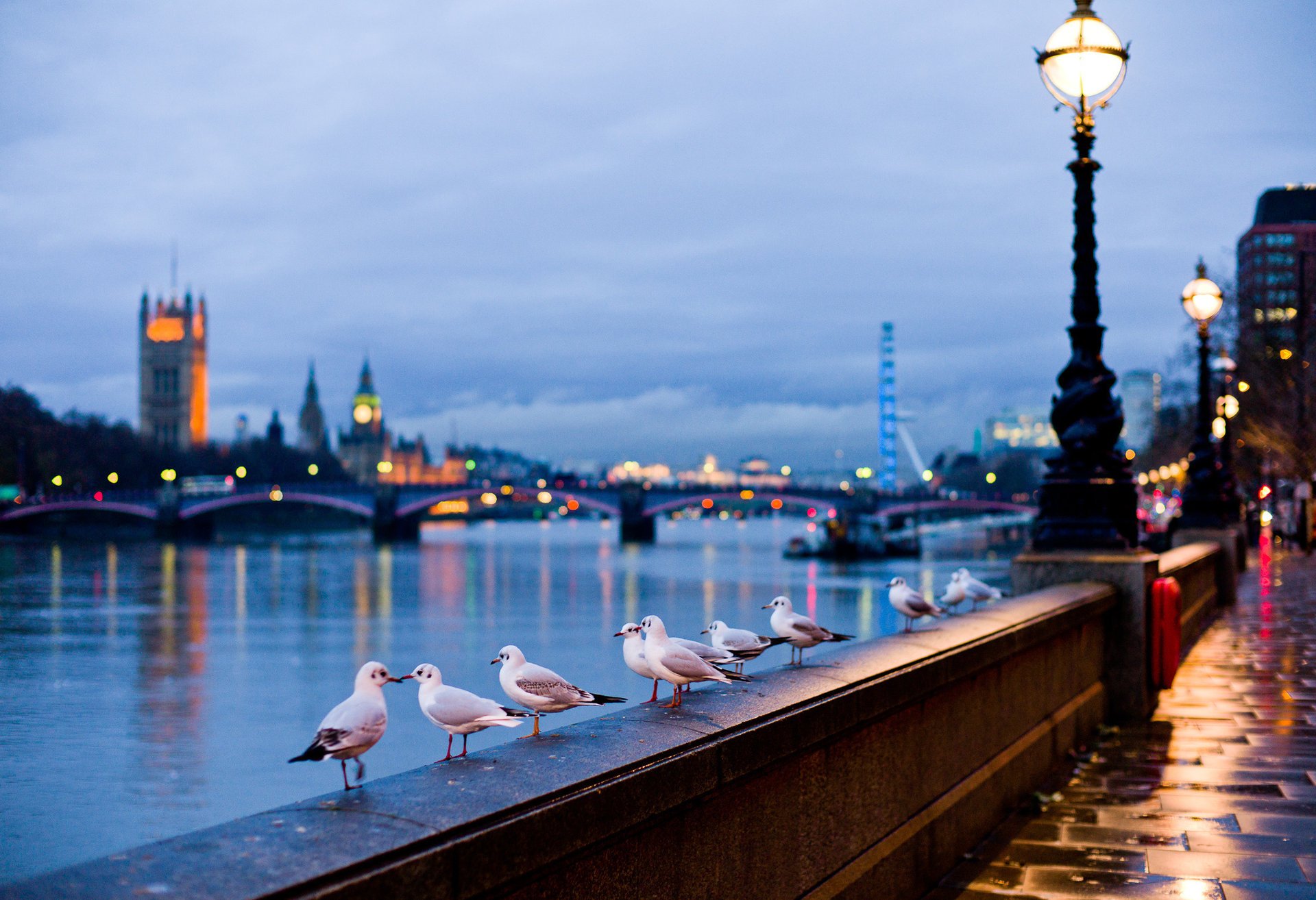 london stadt straße fluss england möwen licht lampen