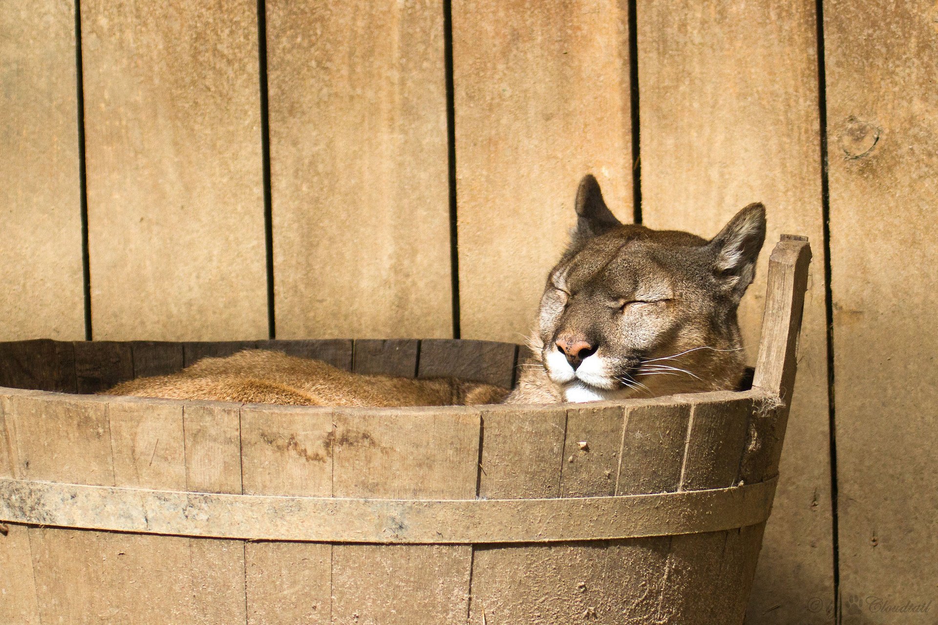 puma bozal mentira león de montaña puma descanso bañera