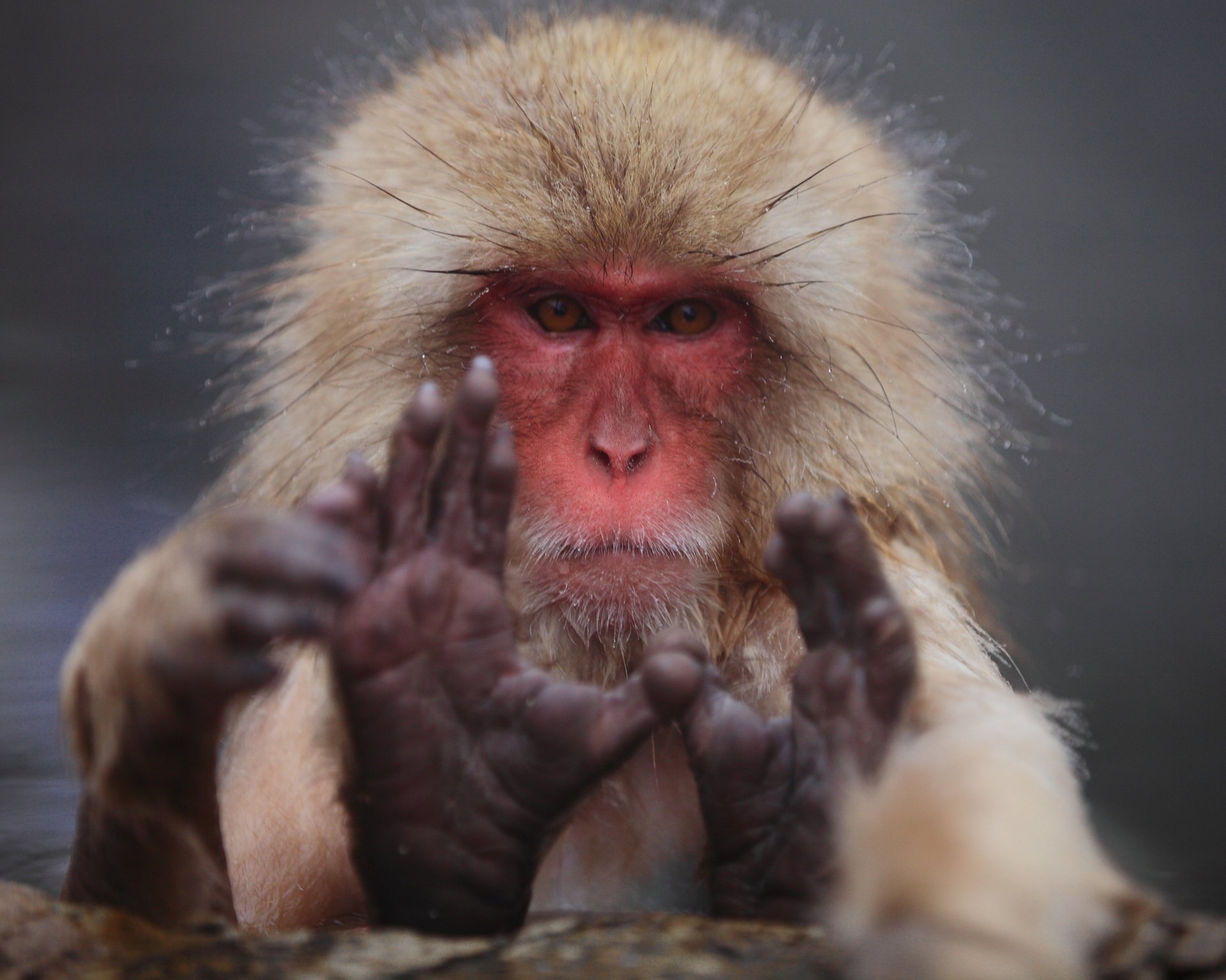 makak japoński macaca fuscata