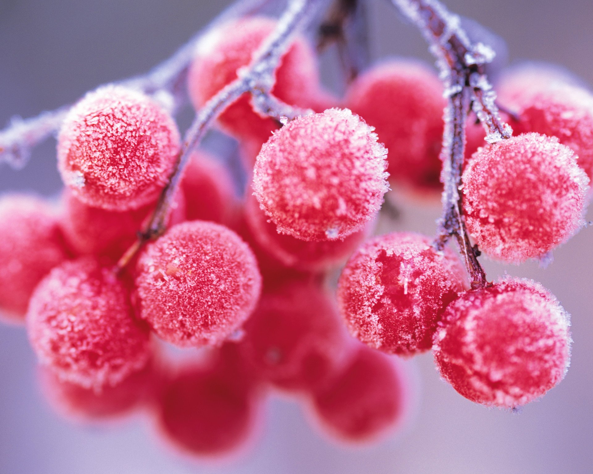 berries rowan frost branch