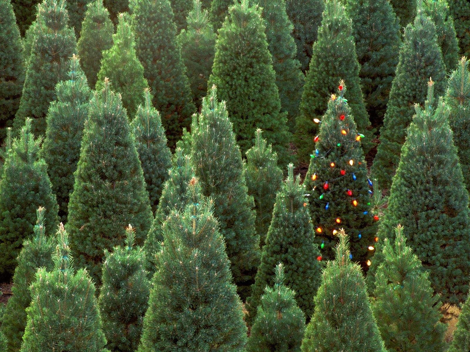 año nuevo árbol de navidad decoración luces verde bosque