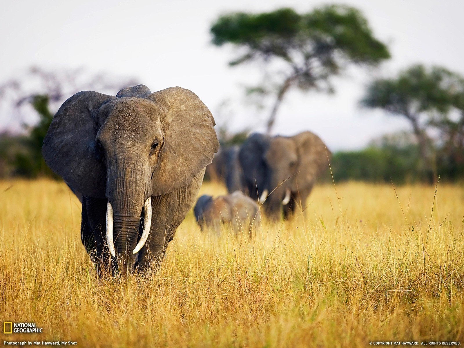 креативинг national geographic животные