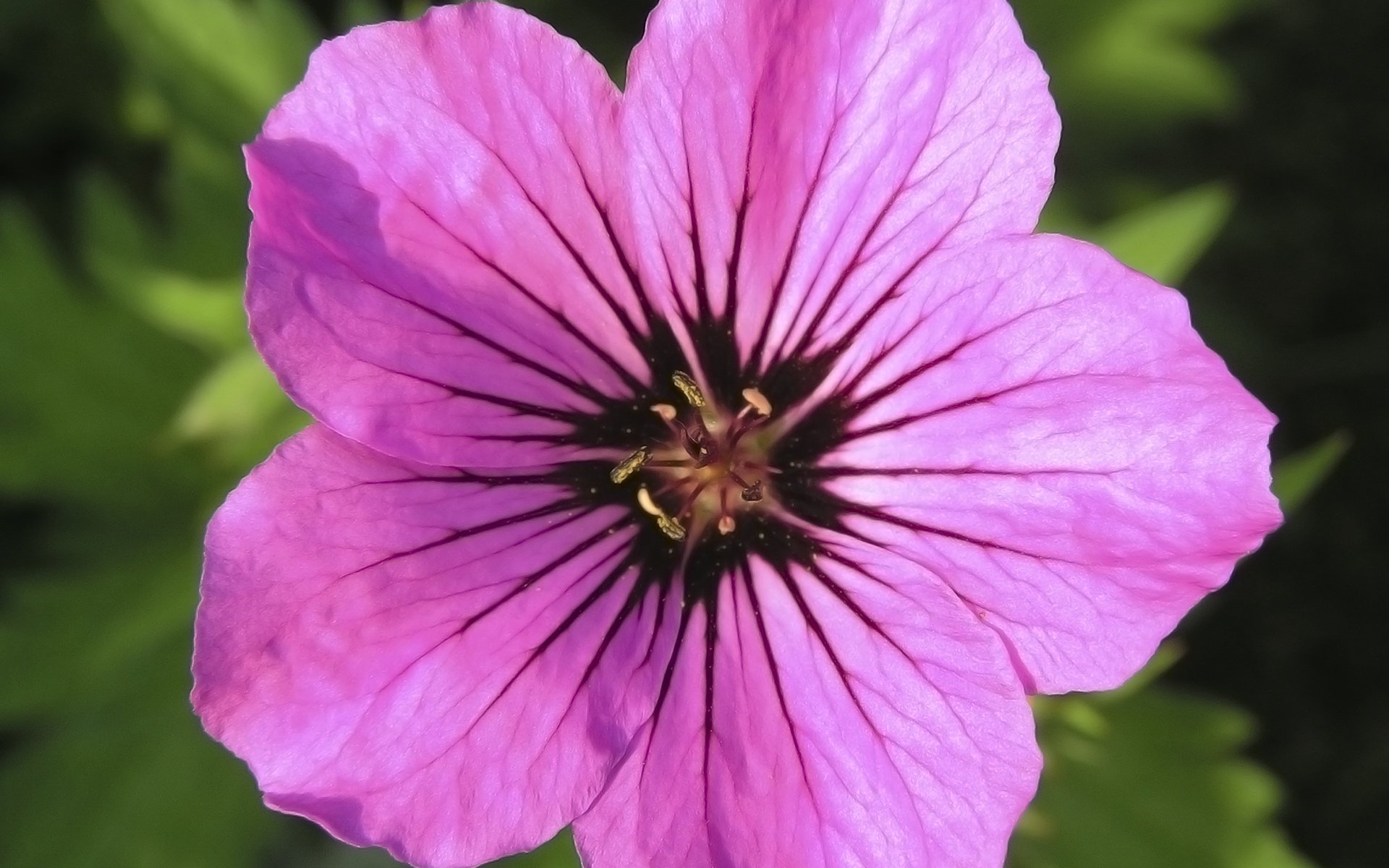 flor primer plano