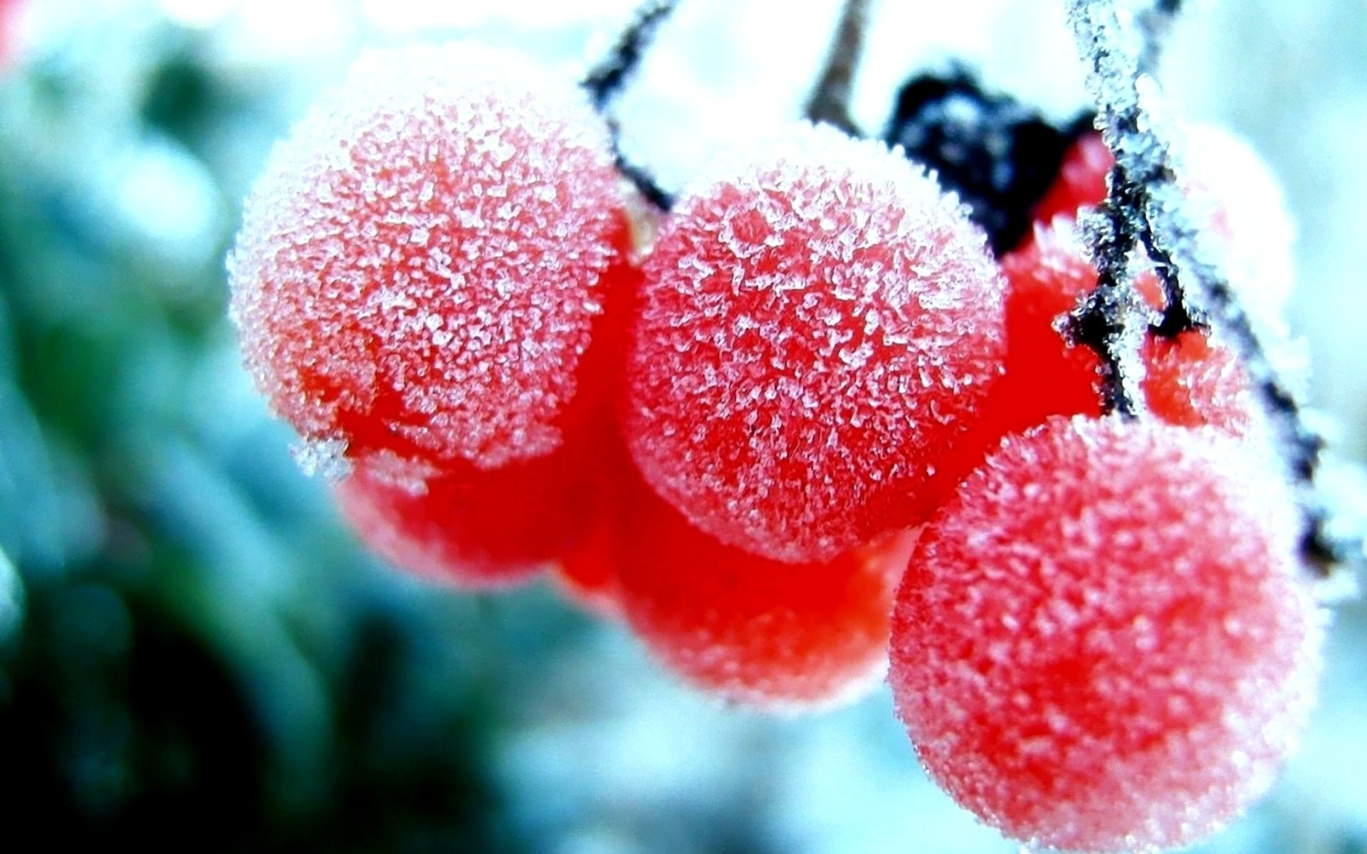 naturaleza bayas rojo nieve invierno escarcha