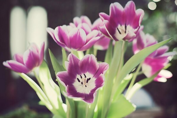 Zarte Blütenblätter von lila und weißen Tulpen