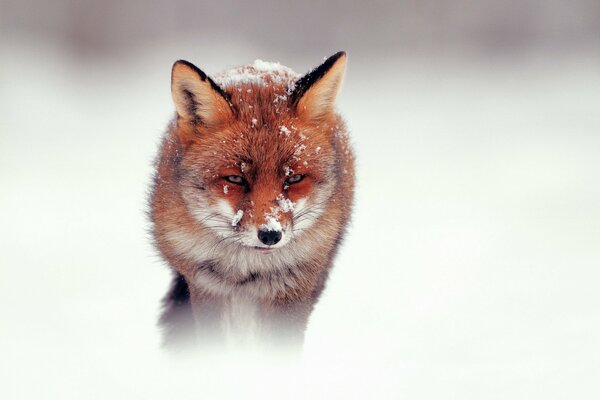 Triste renard en hiver dans la neige