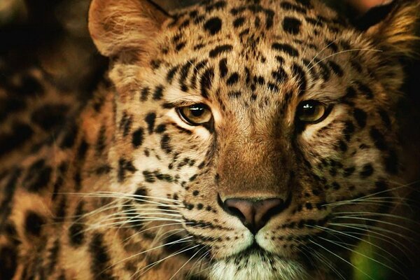 Salvaje leopardo hermoso, eso es la gracia misma