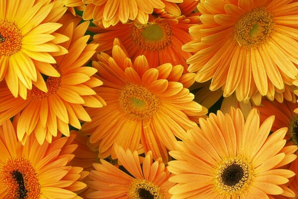 Orange Gerbera Hintergrund von Blumen