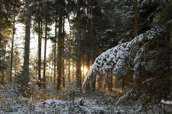 Forêt de conifères dans la neige sur fond de coucher de soleil