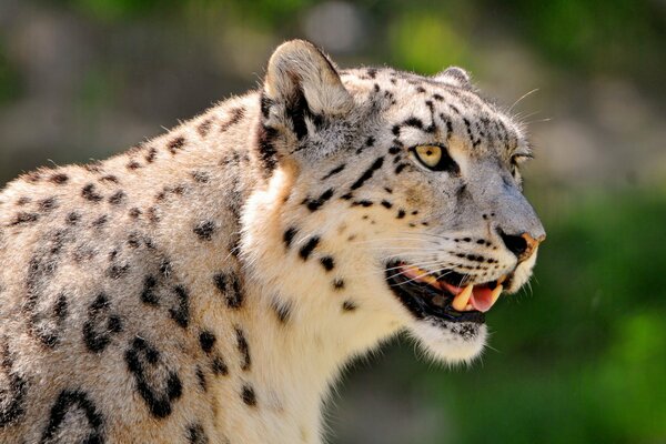 Leopardo delle nevi bianco peloso sembra
