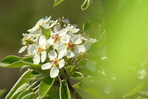 Frühlingsblüte der Birne auf grünem Hintergrund