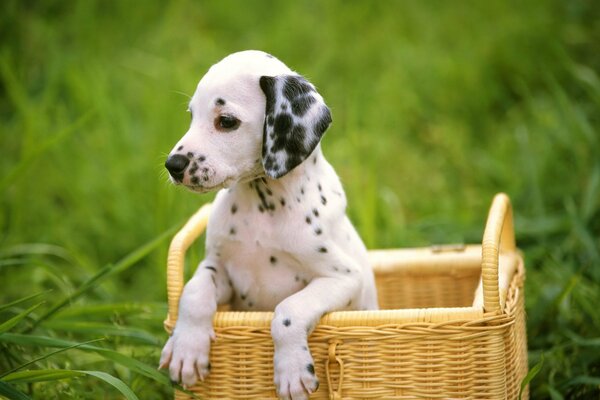 A Dalmatian puppy in a basket in nature in the grass