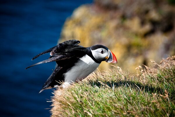 Bright birds, puffin, Arctic animals