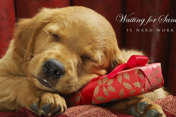 Cachorro durmiendo con la cabeza en un regalo