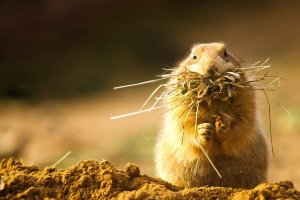 The fluffy rodent took a mouthful of dry grass