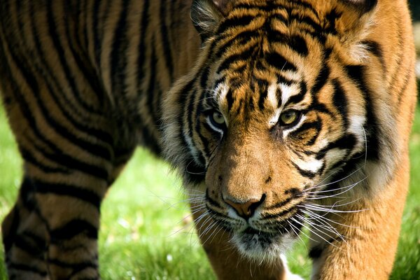 A huge tiger with a tired predatory look