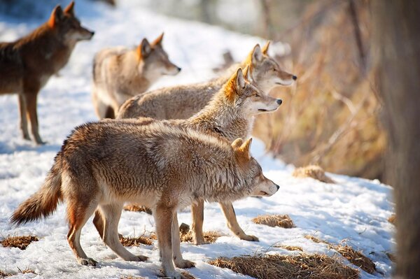 A pack of wolves in winter in the snow in the forest