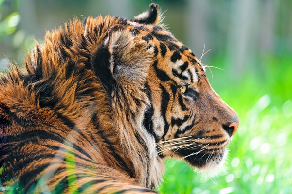 Sumatran tiger on the background of grass