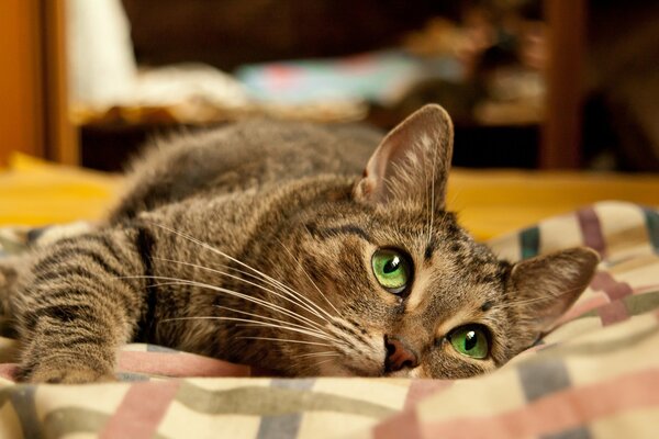 Lindo gato con ojos verdes