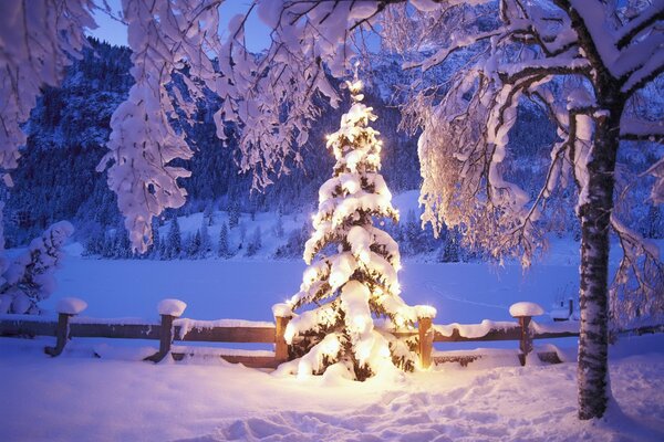 Arbre de Noël et lumières sur la neige en hiver