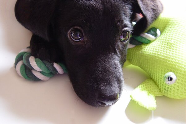 Labrador puppy with a soft toy