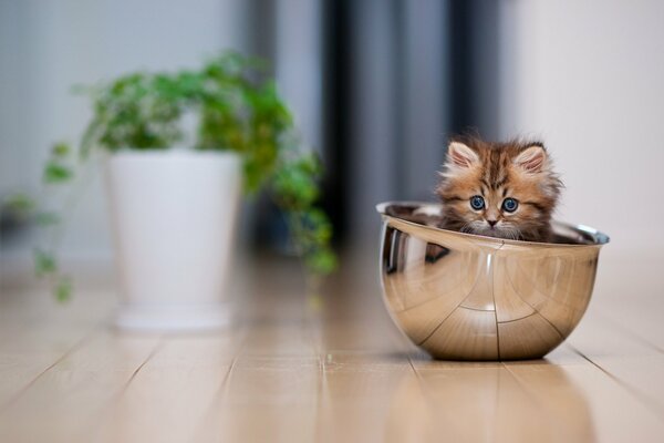 Chat dans un bol en métal, pot avec des légumes verts