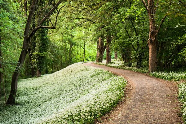 Flores blancas alrededor del sendero en el parque en primavera