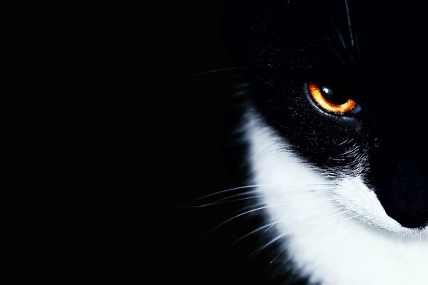 Muso di gatto bianco e nero con sguardo infuocato