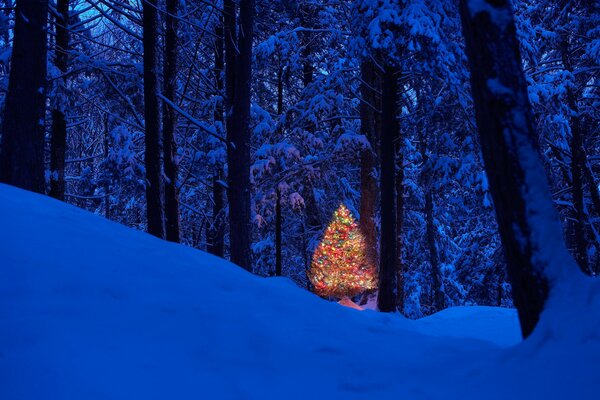 Christmas tree in the snow-covered forest