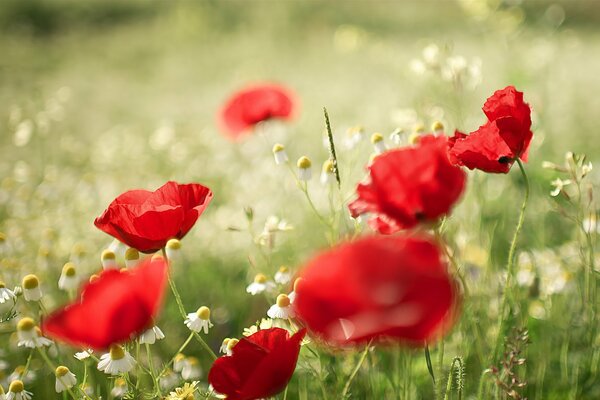 Summer daisies, poppies on the background of blurring