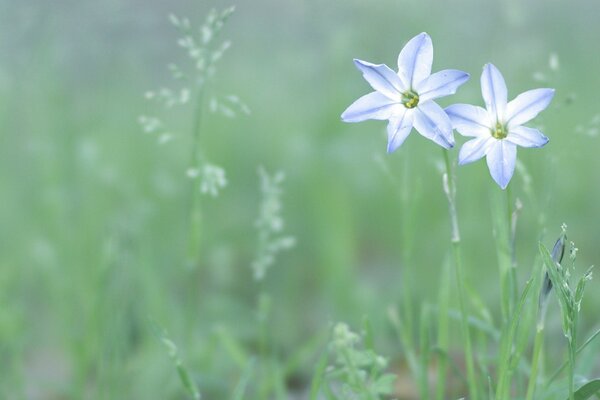 Fleurs blanches et bleues sur fond vert