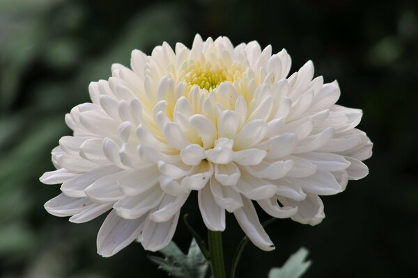 Weiße große Chrysanthemenblume