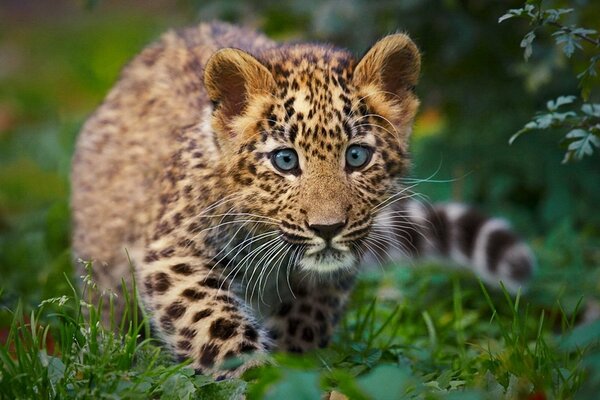 Cachorro de leopardo escondido en la hierba