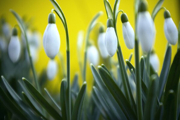 Spring snowdrops on a yellow blurred background